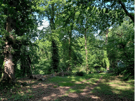 Buckland Woods - Nr Kingsbridge
